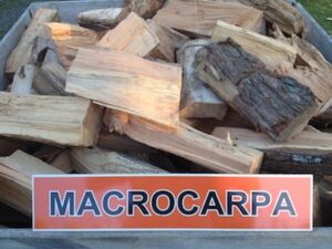 Macrocarpa – Out of stock